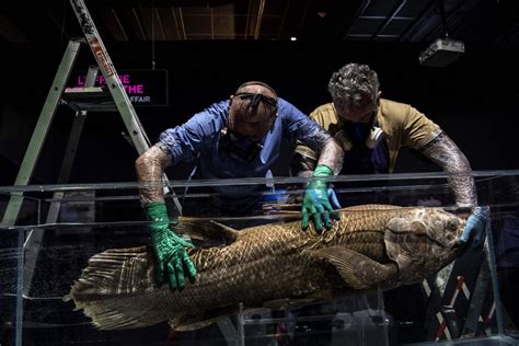 extinct fish found alive.